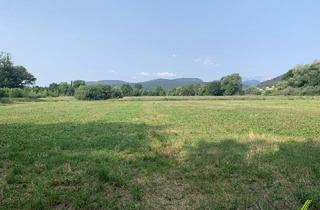 Grundstück zu kaufen in 2732 Willendorf, Weitläufige Agrarfläche mit erträgnisreichem Boden in sehr guter Lage von Willendorf