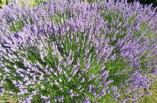 Grundstück zu kaufen in Hintern Hof 19-21, 2111 Obergänserndorf, Traumhaftes Baugrundstück in Obergänserndorf – "Provisionsfrei"