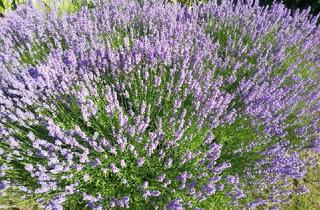 Grundstück zu kaufen in Hintern Hof, 2111 Rückersdorf, Traumhaftes Baugrundstück in Obergänserndorf – "Provisionsfrei"