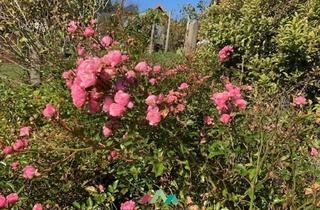 Haus mieten in 8551 Wies, Ländliches Reihenhäuschen, teilmöbliert, modernisiert, in 8551 Wies: 465 € Miete, excl.BK; excl.Strom - 63 m², sonniger Garten, überdachte kleine Terrasse, Waldumgebung