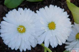 Wohnung kaufen in 1020 Wien, Zu vermieten: Zwei-Zimmer-Wohnung in renoviertem Altbau!