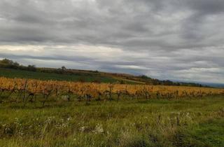 Gewerbeimmobilie kaufen in 3550 Langenlois, GUT BEWIRTSCHAFTETER WEINGARTEN IN HERRLICHER LAGE - WEINGARTEN, LANDWIRTSCHAFTLICHE FLÄCHEN - KEIN BAUGRUNDSTÜCK!