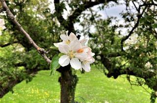 Grundstück zu kaufen in 3500 Egelsee, Egelsee: ruhig gelegener Baugrund mit unverbaubarer Fernsicht!