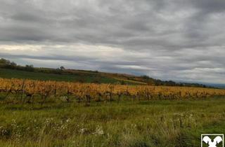 Grundstück zu kaufen in 3550 Langenlois, GUT BEWIRTSCHAFTETER WEINGARTEN IN HERRLICHER LAGE - WEINGARTEN, LANDWIRTSCHAFTLICHE FLÄCHEN - KEIN BAUGRUNDSTÜCK!