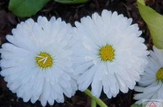 Wohnung mieten in 1020 Wien, Zu vermieten: Zwei-Zimmer-Wohnung in renoviertem Altbau!