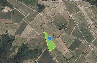 Gewerbeimmobilie kaufen in 3550 Langenlois, GUT BEWIRTSCHAFTETER WEINGARTEN IN HERRLICHER LAGE - WEINGARTEN, LANDWIRTSCHAFTLICHE FLÄCHEN - KEIN BAUGRUNDSTÜCK!