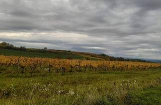 Gewerbeimmobilie kaufen in 3550 Langenlois, GUT BEWIRTSCHAFTETER WEINGARTEN IN HERRLICHER LAGE - WEINGARTEN, LANDWIRTSCHAFTLICHE FLÄCHEN - KEIN BAUGRUNDSTÜCK!