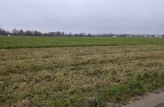 Grundstück zu kaufen in 4343 Mitterkirchen, Verkaufe Acker / landwirtschaftliche Nutzfläche