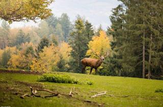 Gewerbeimmobilie kaufen in 1010 Wien, Exklusive Eigenjagden – Diskrete Vermittlung