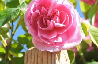 Wohnung mieten in 8430 Kaindorf, Familienhit 4-Zimmer-Wohnung mit Terrasse in Kaindorf