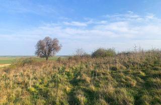 Grundstück zu kaufen in 2425 Nickelsdorf, Viel Platz für Ihr Haus und Ihre Familie!