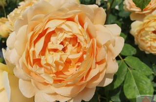 Wohnung kaufen in 1010 Wien, Luxuswohnung im Herzen von Wien!