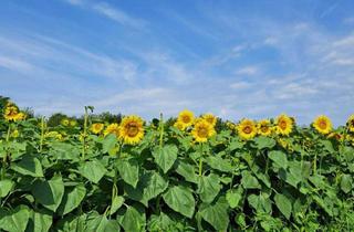Grundstück zu kaufen in 8431 Gralla, Ackerfläche rund 10.000 m² in Gralla