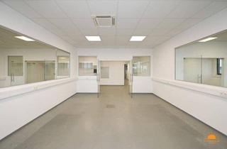 Büro zu mieten in 2525 Günselsdorf, TOP! - sehr schöne, geräumige Bürofläche in Günselsdorf