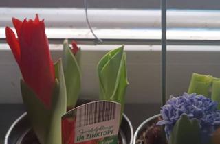 Genossenschaftswohnung in Vinsdorf Straße, 2514 Traiskirchen, Genossenschaftswohnung 62,27 qm groß mit Garten in Traiskirchen zu vergeben