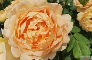 Wohnung kaufen in 1010 Wien, Luxuswohnung im Herzen von Wien!