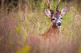 Agrarfläche kaufen in 8051 Graz, 175 ha Eigenjagd Forstbesitz Steiermark