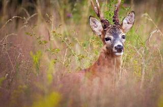 Gewerbeimmobilie kaufen in 8051 Thal, 175 ha Eigenjagd mit Ruine u. Weingarten - GRAZ