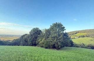 Grundstück zu kaufen in 3433 Königstetten, Verwilderter, mit alten Sorten bestückter Obstgarten im Moment als Wald gewidmet RODUNG bewilligt
