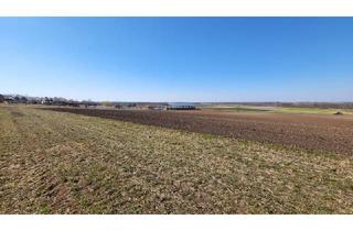 Grundstück zu kaufen in 2293 Marchegg, Traumhafte Baufläche in Marchegg in Waldrandlage! Perfekte Investitionsmöglichkeit für ihr Eigenheim!