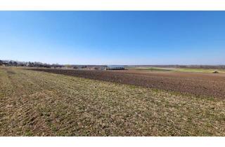 Grundstück zu kaufen in 2293 Marchegg, Traumhafte Baufläche in Marchegg in Waldrandlage! Perfekte Investitionsmöglichkeit für ihr Eigenheim!