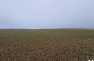 Grundstück zu kaufen in 2002 Großmugl, TOLLE ACKERFLÄCHE IN SÜDSEITIGER AUSRICHTUNG MIT GUTER BONITÄT IN GROßMUGL