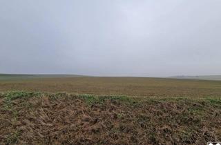 Grundstück zu kaufen in 2002 Großmugl, TOLLE ACKERFLÄCHE IN SÜDSEITIGER AUSRICHTUNG MIT GUTER BONITÄT IN GROßMUGL