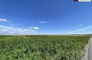 Grundstück zu kaufen in Hauptstraße, 2440 Gramatneusiedl, Rarität! Landwirtschaftliches Grundstück zwischen Moosbrunn und Gramatneusiedl– ca. 41.000 m² Ackerfläche zu verkaufen!