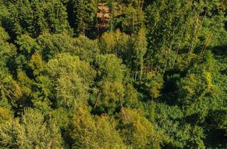 Immobilie kaufen in Pircha Weg, 8200 Pircha, Waldgrundstück nahe Graz - 22.301 m² nachhaltige Investmentchance!