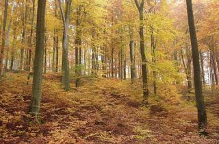 Gewerbeimmobilie kaufen in 8062 Kumberg, Buchen- und Mischwald in Kumberg