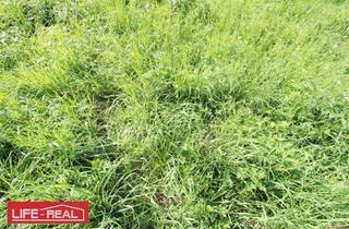 Grundstück zu kaufen in 4240 Apfoltern, Investitionsmöglichkeit mit Entwicklungspotential - großer Betriebsbaugrund