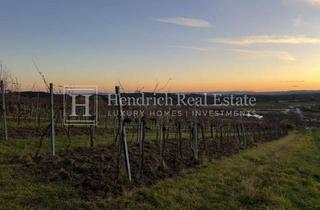 Grundstück zu kaufen in 3553 Schiltern, Wunderschöner Weingarten nahe Krems