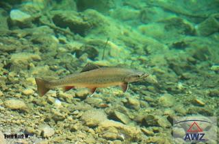 Gewerbeimmobilie kaufen in 5251 Höhnhart, Schönes Grundstück am Bachlauf !