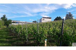 Gewerbeimmobilie kaufen in 8382 Weichselbaum, Investitionsmöglichkeit!!!Erfolgreiches Weingut im Burgenland