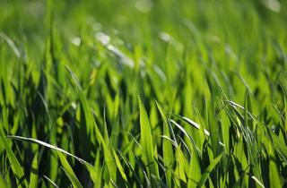 Gewerbeimmobilie kaufen in 7400 Oberwart, Landwirtschaftliche Fläche (ein Grundstück mit ca. 11 ha) - BEZIRK OBERWART!