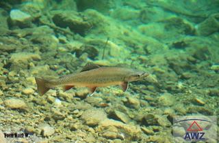 Grundstück zu kaufen in 5251 Höhnhart, Grundstück am Bachlauf!