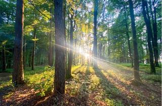 Agrarfläche kaufen in 8921 Lainbach, 16,5 ha gut erschlossener Wirtschaftswald in Mooslandl