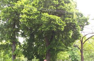Wohnung mieten in Antonsplatz, 1100 Wien, Ruhige Wohnung am Suchenwirtpark Nähe Antonsplatz