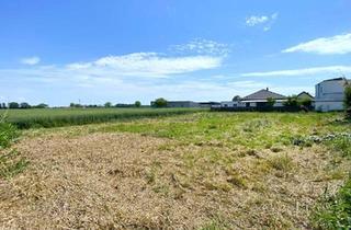 Grundstück zu kaufen in 2441 Mitterndorf an der Fischa, Perfekt für Häuslbauer und als Anlage: Baugrundstück I Grünruhelage I unverbautes Gegenüber I Kein Bauzwang!