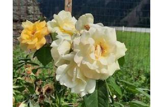 Einfamilienhaus kaufen in 9920 Sillian, Einfamilienwohnhaus mit Garten und Garage nähe Sillian zu verkaufen