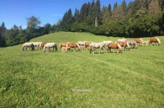 Gewerbeimmobilie kaufen in 8756 Sankt Georgen ob Judenburg, 3 ha Grund & Boden - Wertanlage