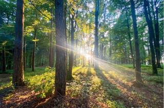 Gewerbeimmobilie kaufen in 8921 Lainbach, 16,5 ha gut erschlossener Wirtschaftswald in Mooslandl