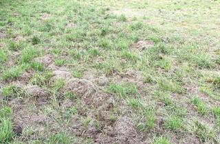 Grundstück zu kaufen in 8077 Gössendorf, Ruhiges Baugrundstück in perfekter Lage – Gössendorf Ideal für Anleger, Bauträger und Gewerbetreibende