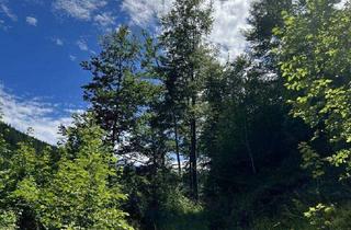 Gewerbeimmobilie kaufen in 8692 Veitschbach, +++ 6 ha Waldgrundstück - Veitschbach+++