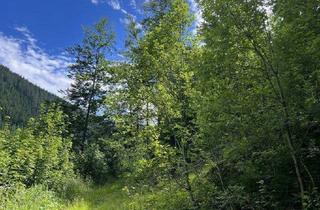 Gewerbeimmobilie kaufen in 8692 Veitschbach, 6 ha Wald in der Veitsch
