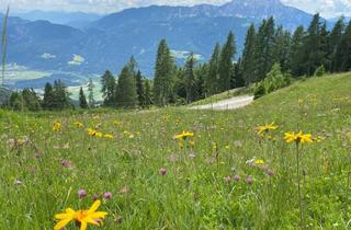 Grundstück zu kaufen in 9771 Berg, Almgrundstück mit Sonderwidmung Freizeitwohnsitz