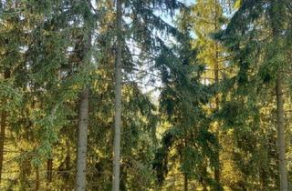 Gewerbeimmobilie kaufen in 8772 Timmersdorf, 4 ha Wald in Traboch / Leoben