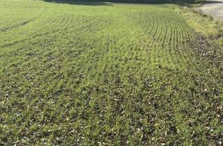 Grundstück zu kaufen in 3701 Ameistal, SONNIGE LEBENSQUALITÄT AM LAND FÜR IHR PRIVATES EINFAMILIENHAUS OHNE BAUZWANG