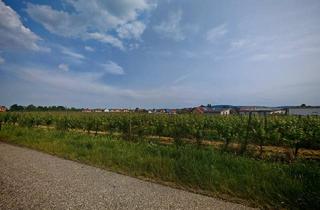  in 3495 Rohrendorf bei Krems, Riesling Weingarten Riede Röthling - PROVISIONSFREI!