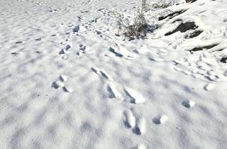 Grundstück zu kaufen in 8114 Großstübing, Idyllisches Baugrundstück in Großstübing!